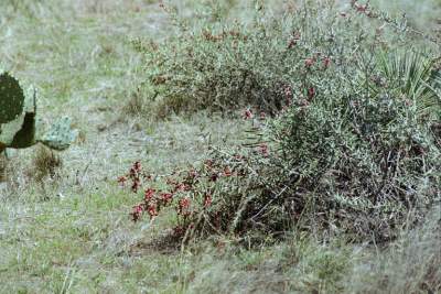 TEXAS REST STOP FLOWERS.JPG